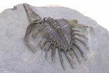 Impressive, Spiny Psychopyge Trilobite - Morocco #381165-4